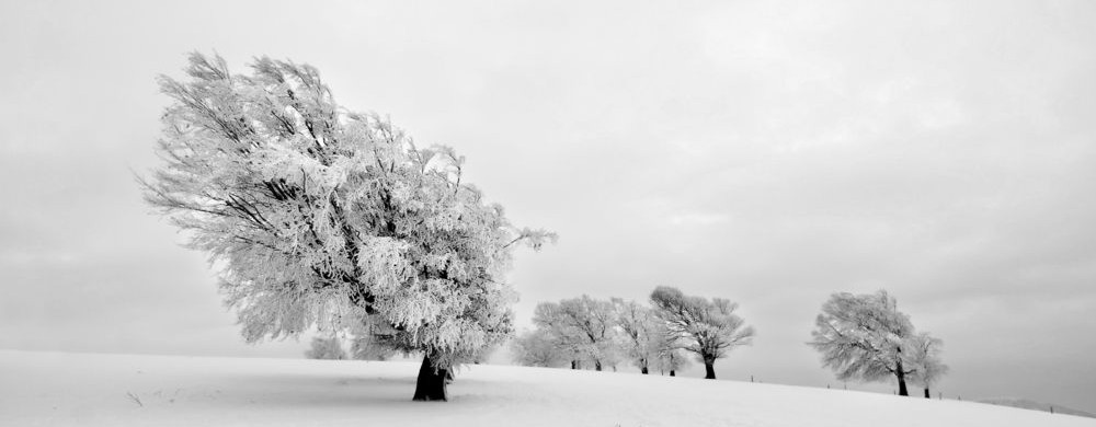 Wind blown tree winter scene