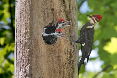 pileated woodpecker family