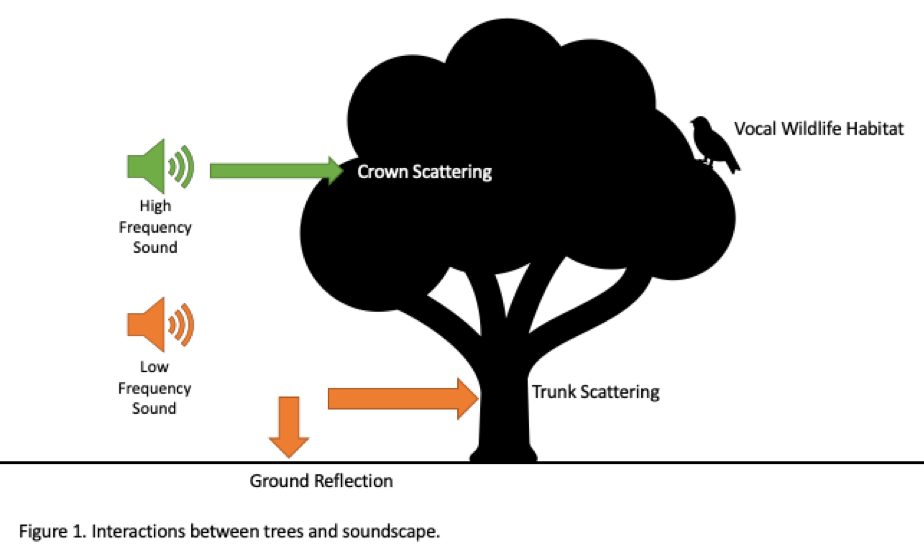 Symphony of the Forest Trees & Soundscape Stormwise Forest Management